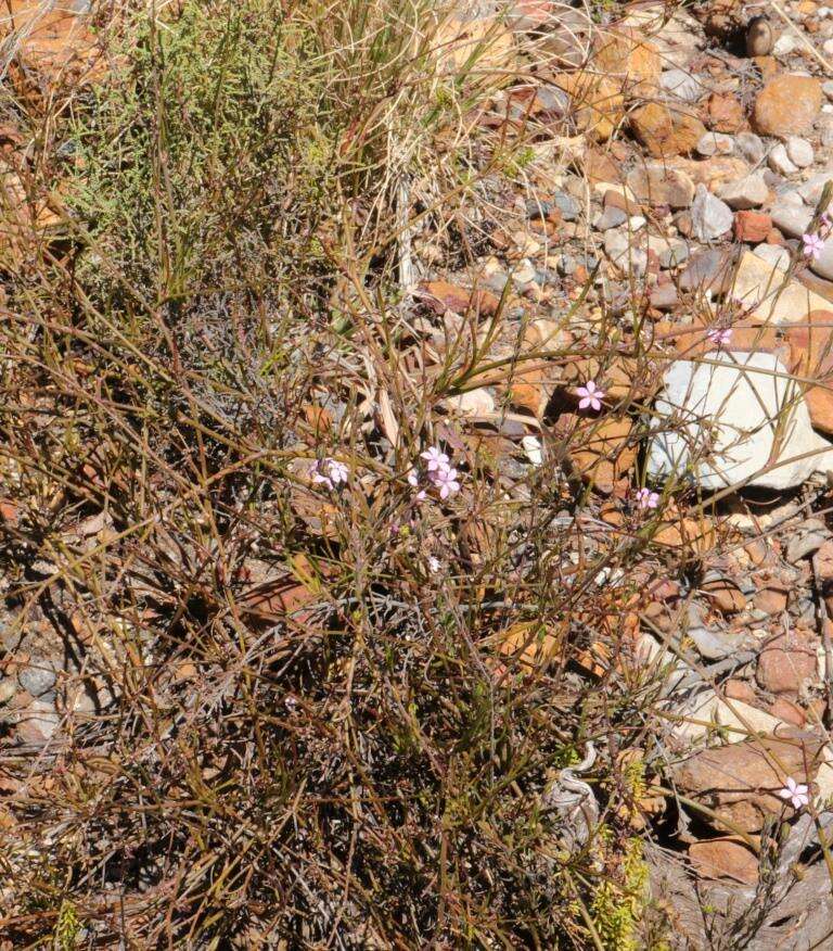 Image of Acmadenia gracilis Dümmer