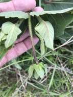 Image of slender rosinweed