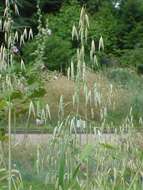 Image of wild oat