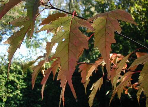 Image of Amur Maple