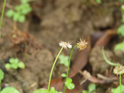 Слика од Erigeron bellioides DC.