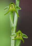 Image of Surrounded column orchid