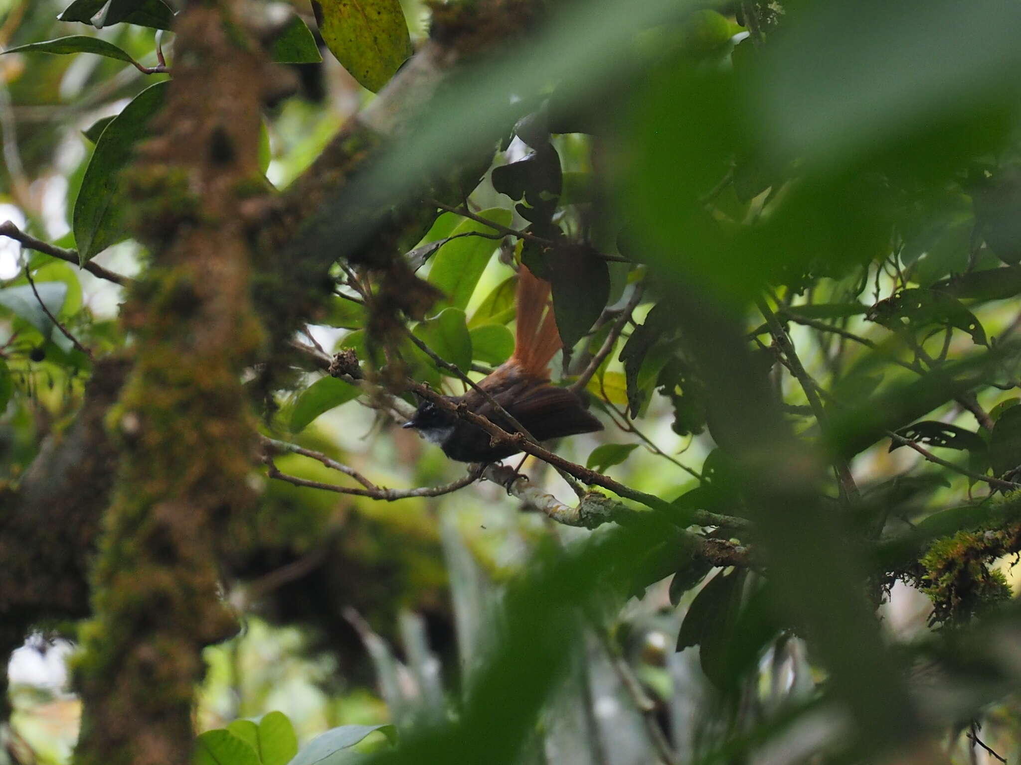 Image of Rufous-tailed Fantail