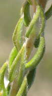 Image of Phylica purpurea var. floccosa Pillans