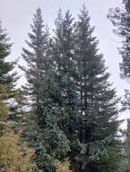 صورة Picea engelmannii subsp. mexicana (Martínez) P. A. Schmidt