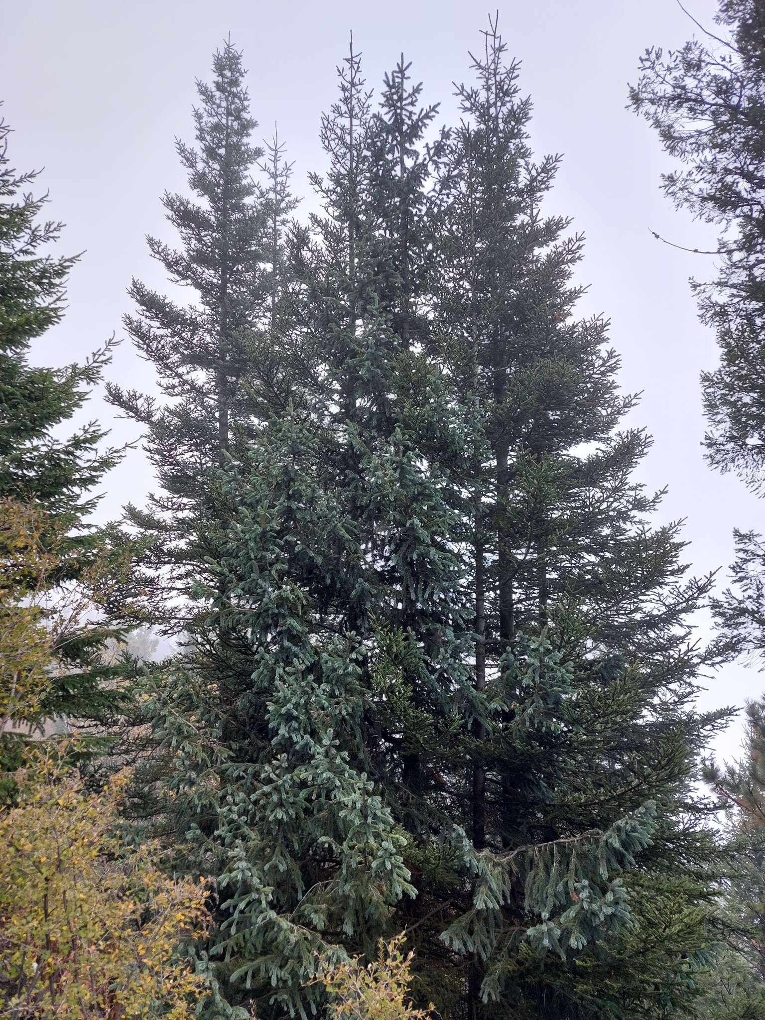 Imagem de Picea engelmannii subsp. mexicana (Martínez) P. A. Schmidt