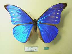 Image of Blue Morpho