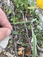 Image de Sternbergia lutea subsp. sicula (Tineo ex Guss.) K. Richt.