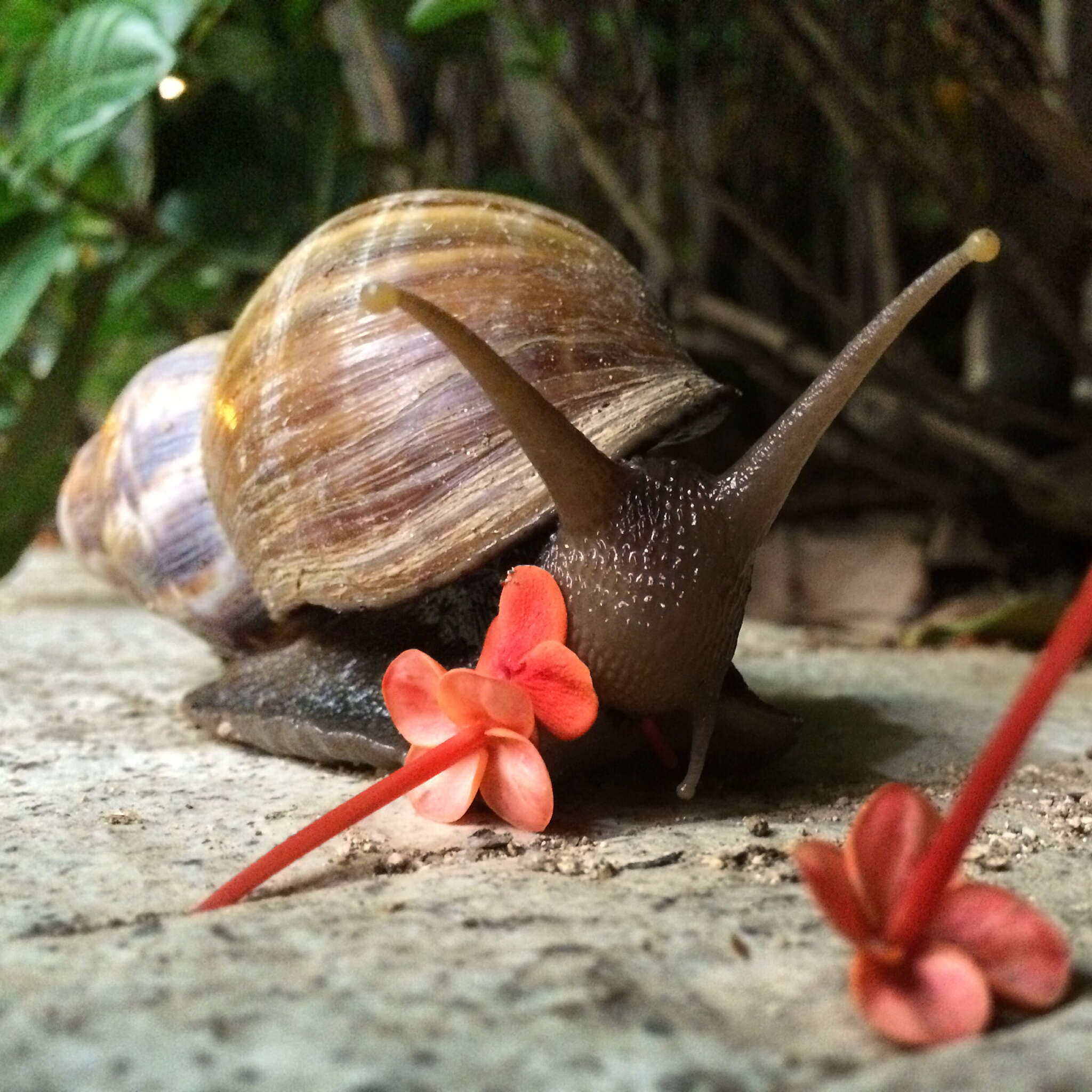 Image of Giant African Snail