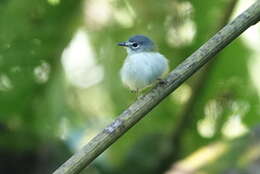 Image of Short-tailed Pygmy Tyrant