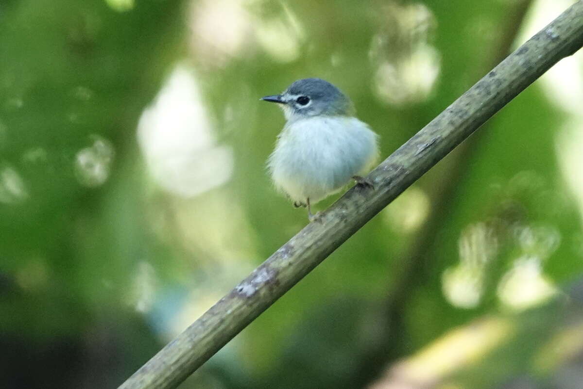 Image of Short-tailed Pygmy Tyrant