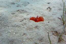 Image of bat-wing sea-slug