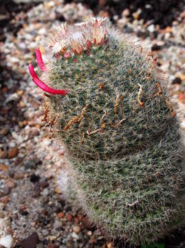 Mammillaria glochidiata Mart. resmi