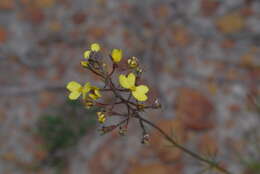 Image of Stylidium diuroides subsp. paucifoliatum A. Lowrie & S. Carlquist