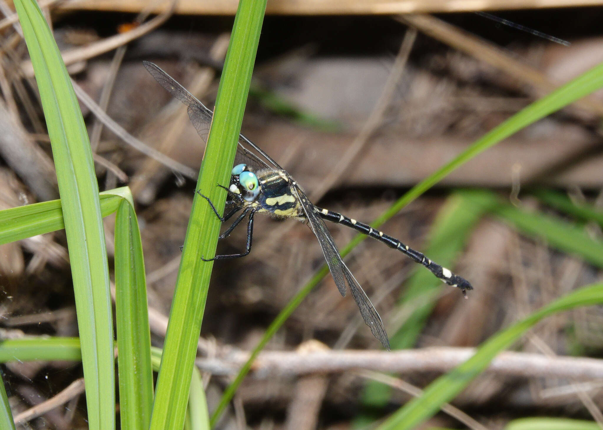 Слика од Eusynthemis deniseae Theischinger 1977