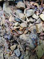 Image of Southern Redback Salamander