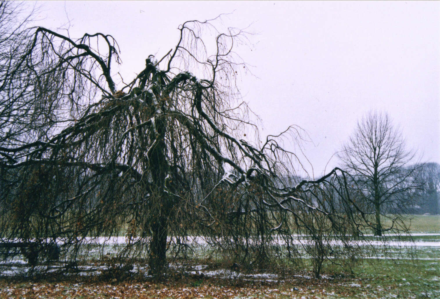 Image of Fagus sylvatica f. pendula