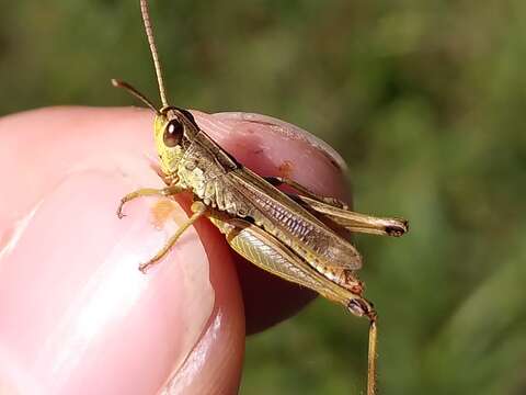 Pseudochorthippus resmi