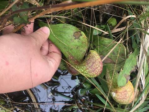 Image of parrot pitcherplant