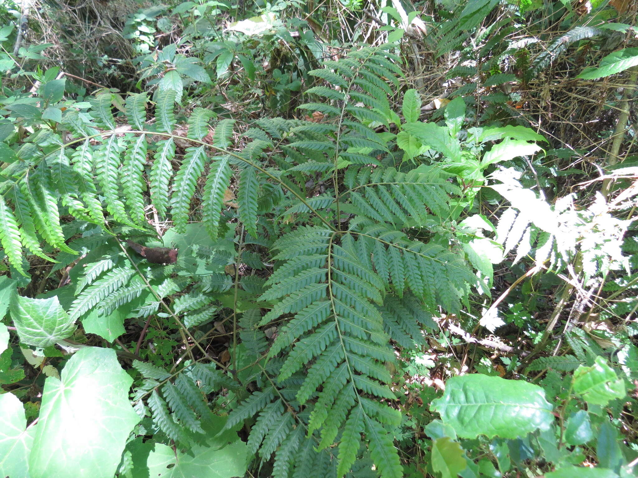 Image de Pteris orizabae Mart. & Gal.