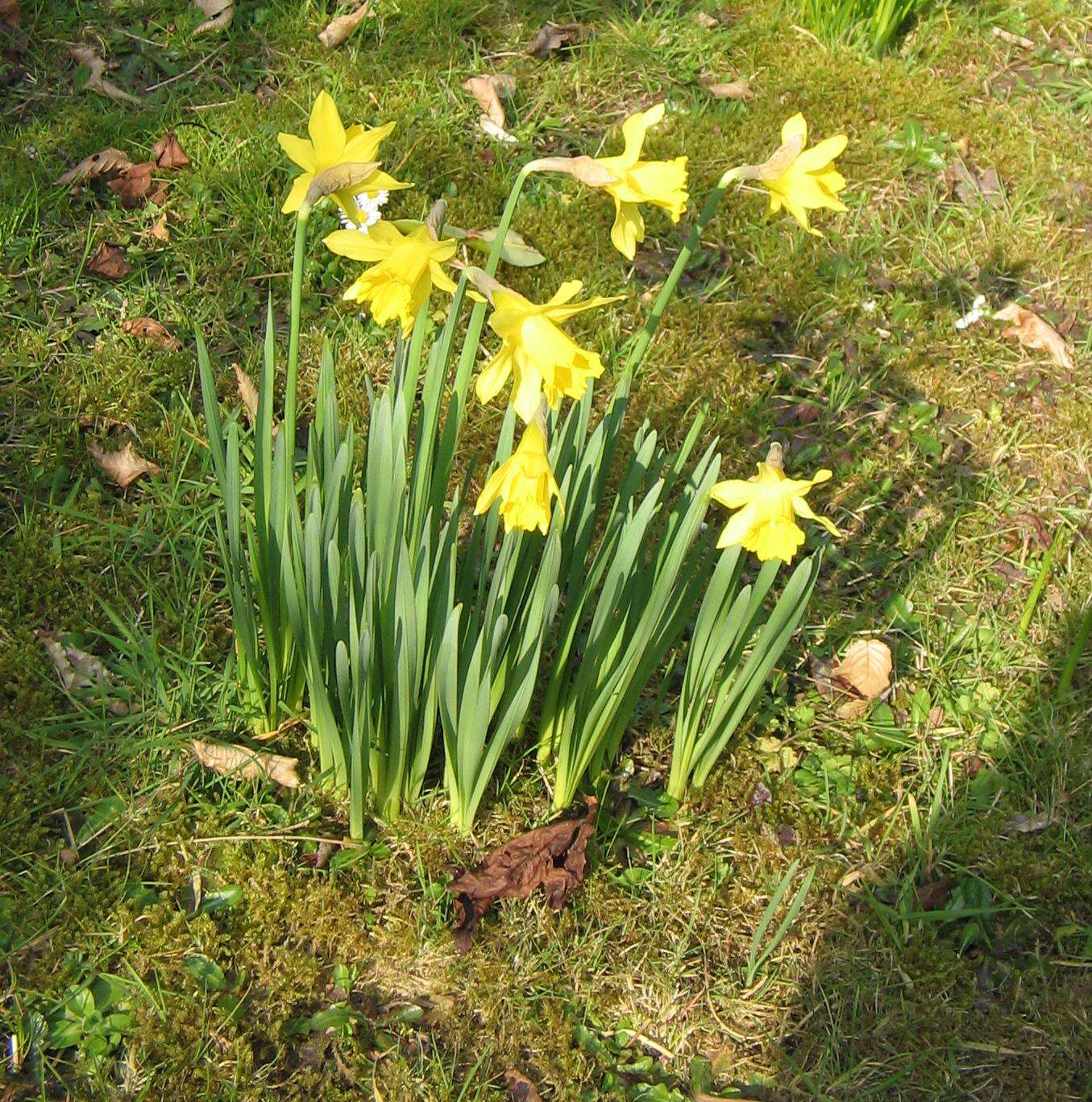 Image of Narcissus pseudonarcissus subsp. major (Curtis) Baker
