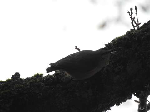 Image of Algerian Nuthatch