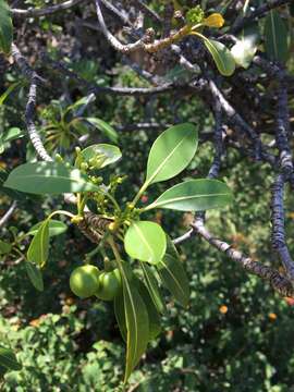 Image of devil's-pepper