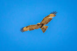 Image of Buteo japonicus japonicus Temminck & Schlegel 1845