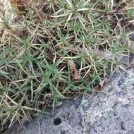 Image of Dianthus graniticus Jordan