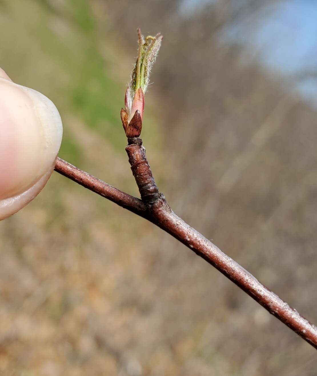 Image of Pacific serviceberry