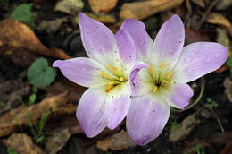 Image of Autumn crocus