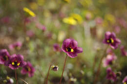 Imagem de Diascia capensis (L.) Britten