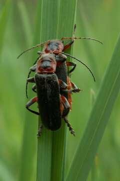 Image of Cantharis rustica Fallén 1807