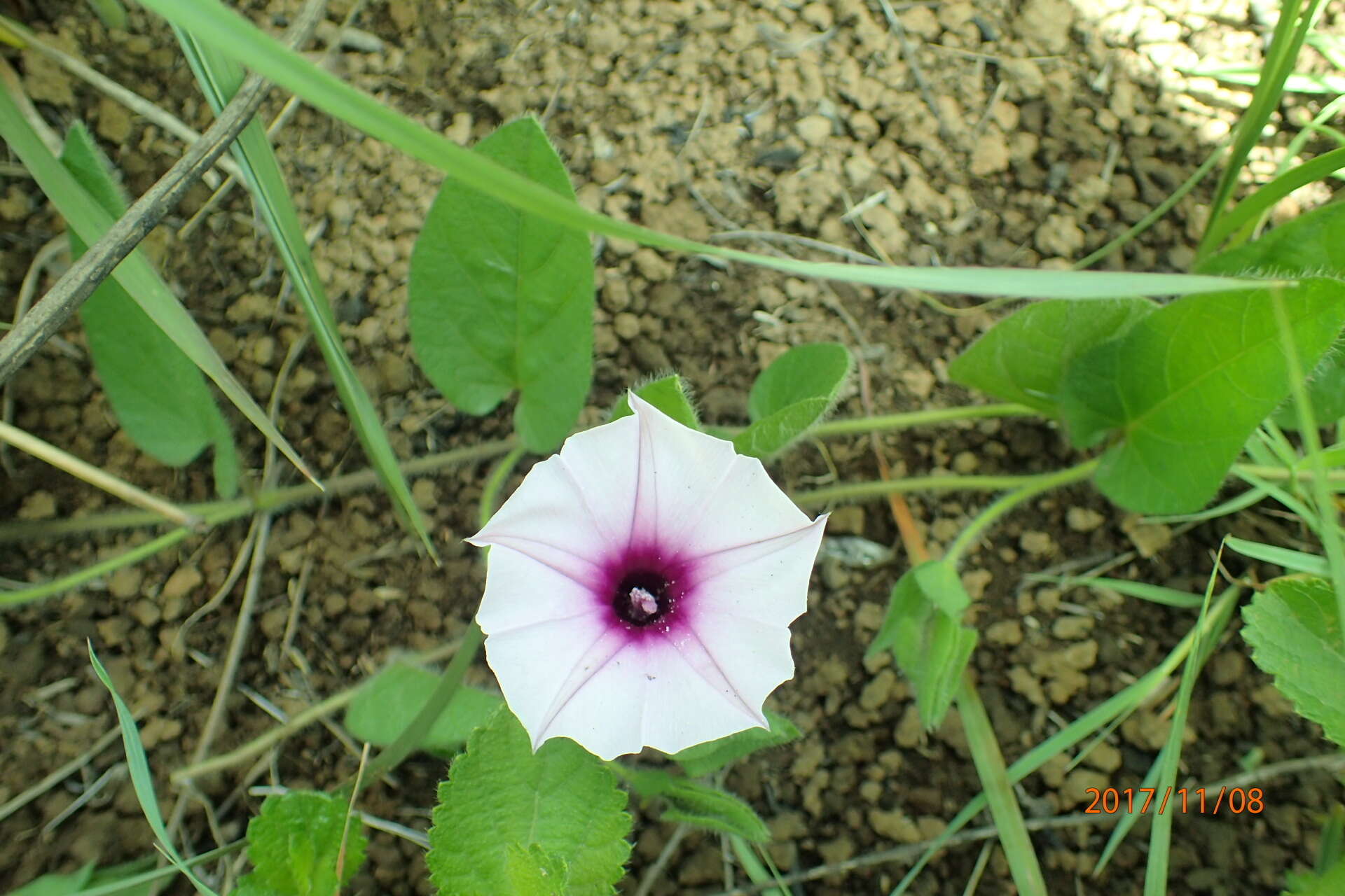 Image of Ipomoea crassipes Hook.