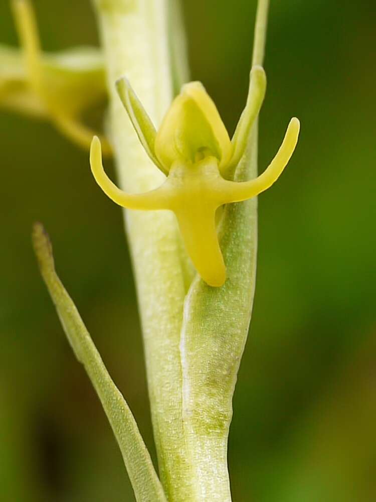 Image of Surrounded column orchid