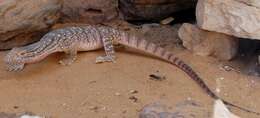 Image of Desert monitor