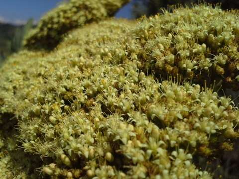 Sivun Crassula acinaciformis Schinz. kuva