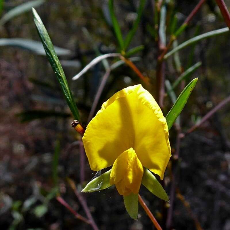 Plancia ëd Gompholobium latifolium Sm.