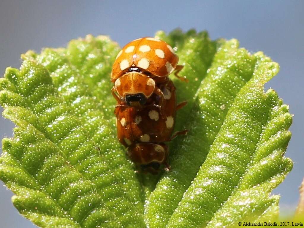 Image of Calvia quatuordecimguttata (Linnaeus 1758)