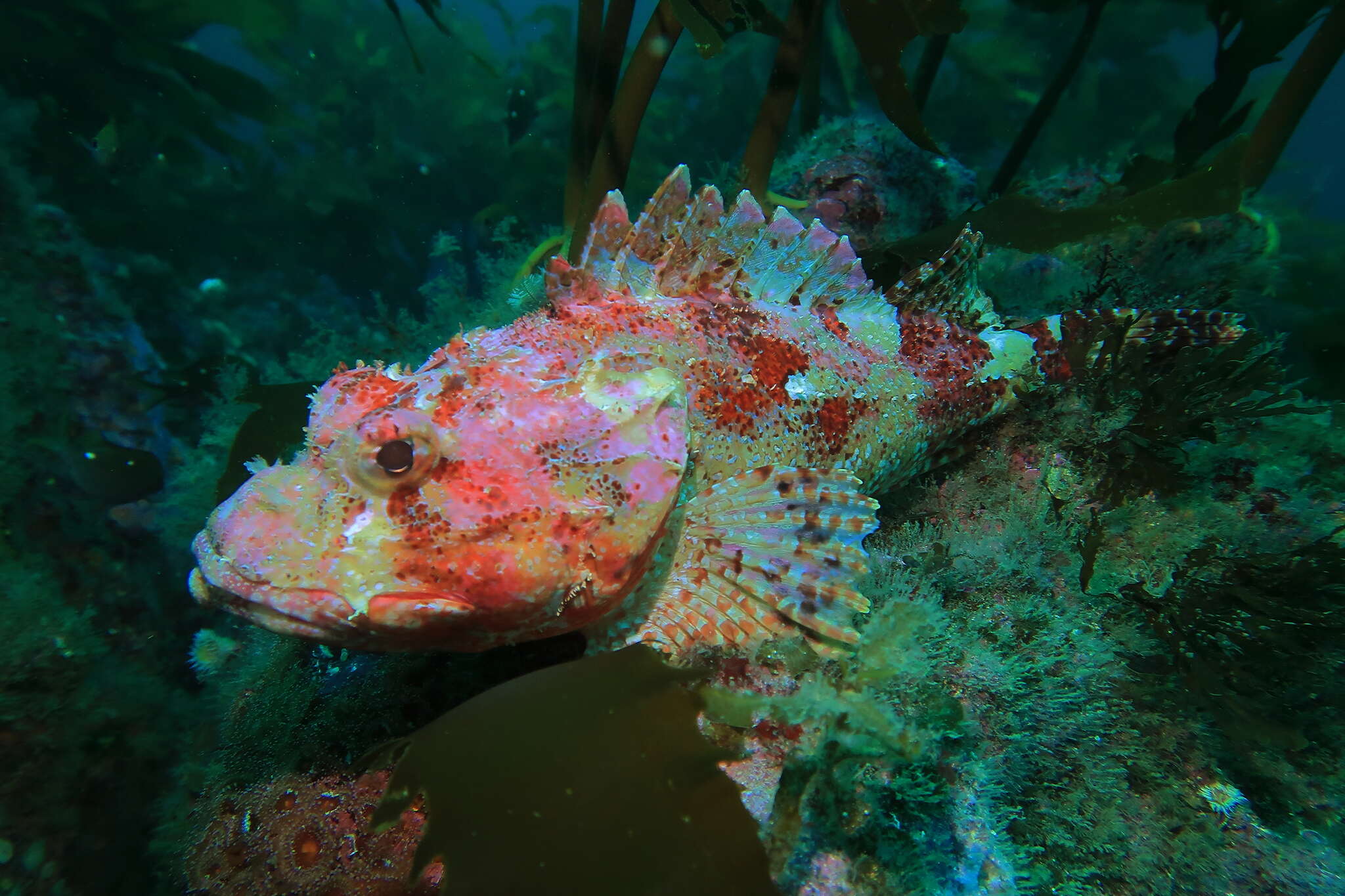 Image of Red scorpionfish