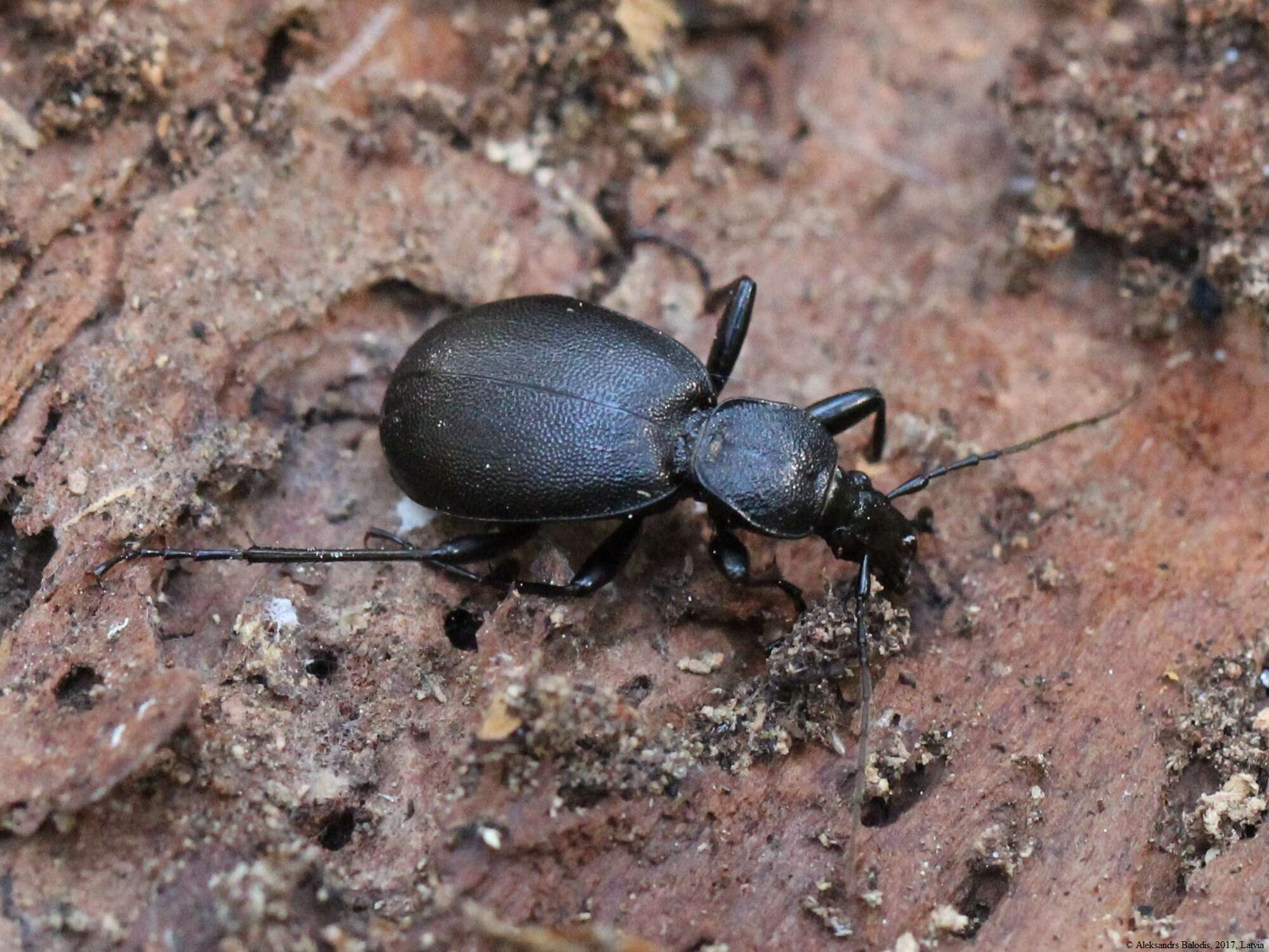 Image of Cychrus caraboides (Linnaeus 1758)