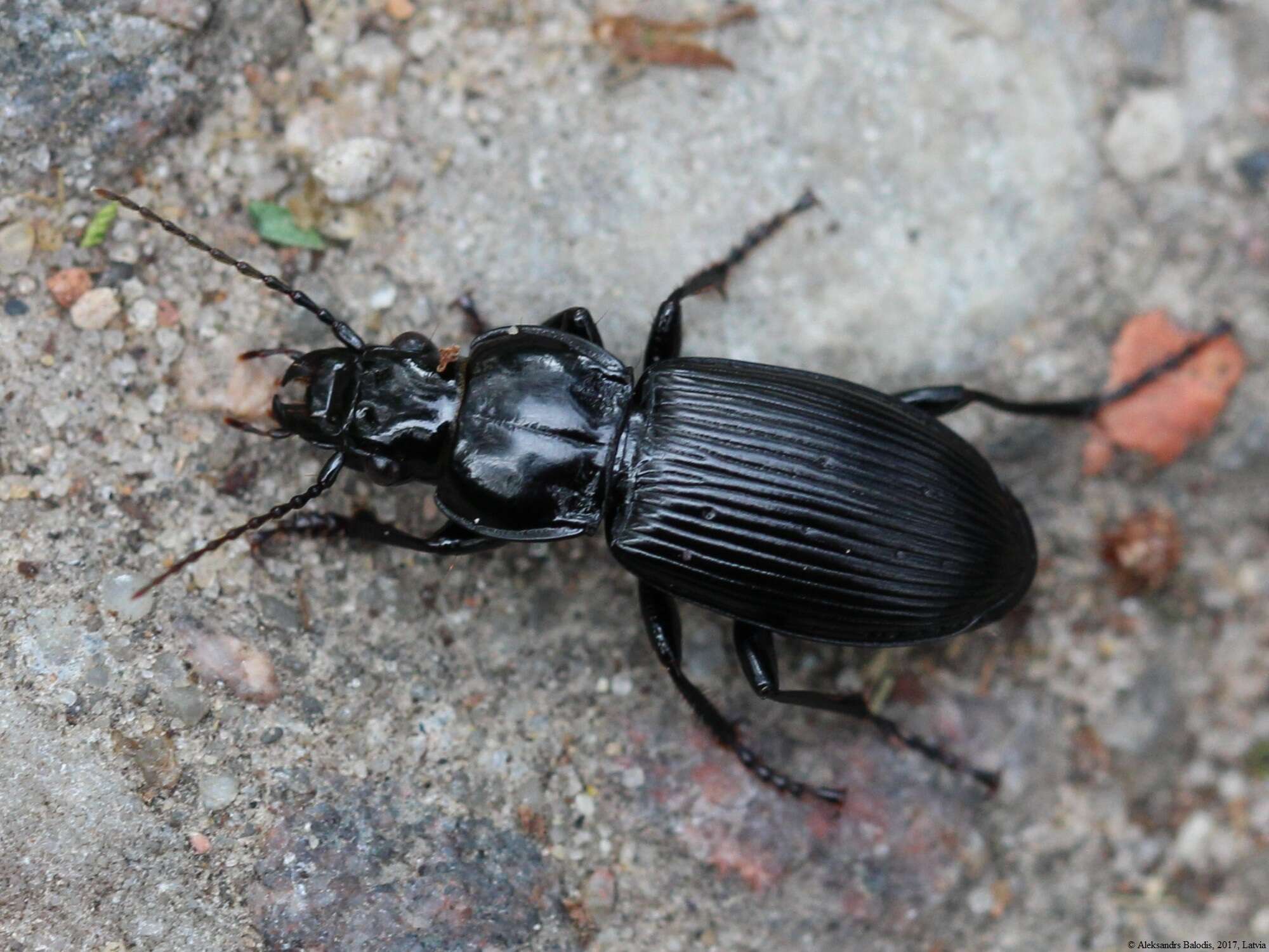 Image of Carabidae