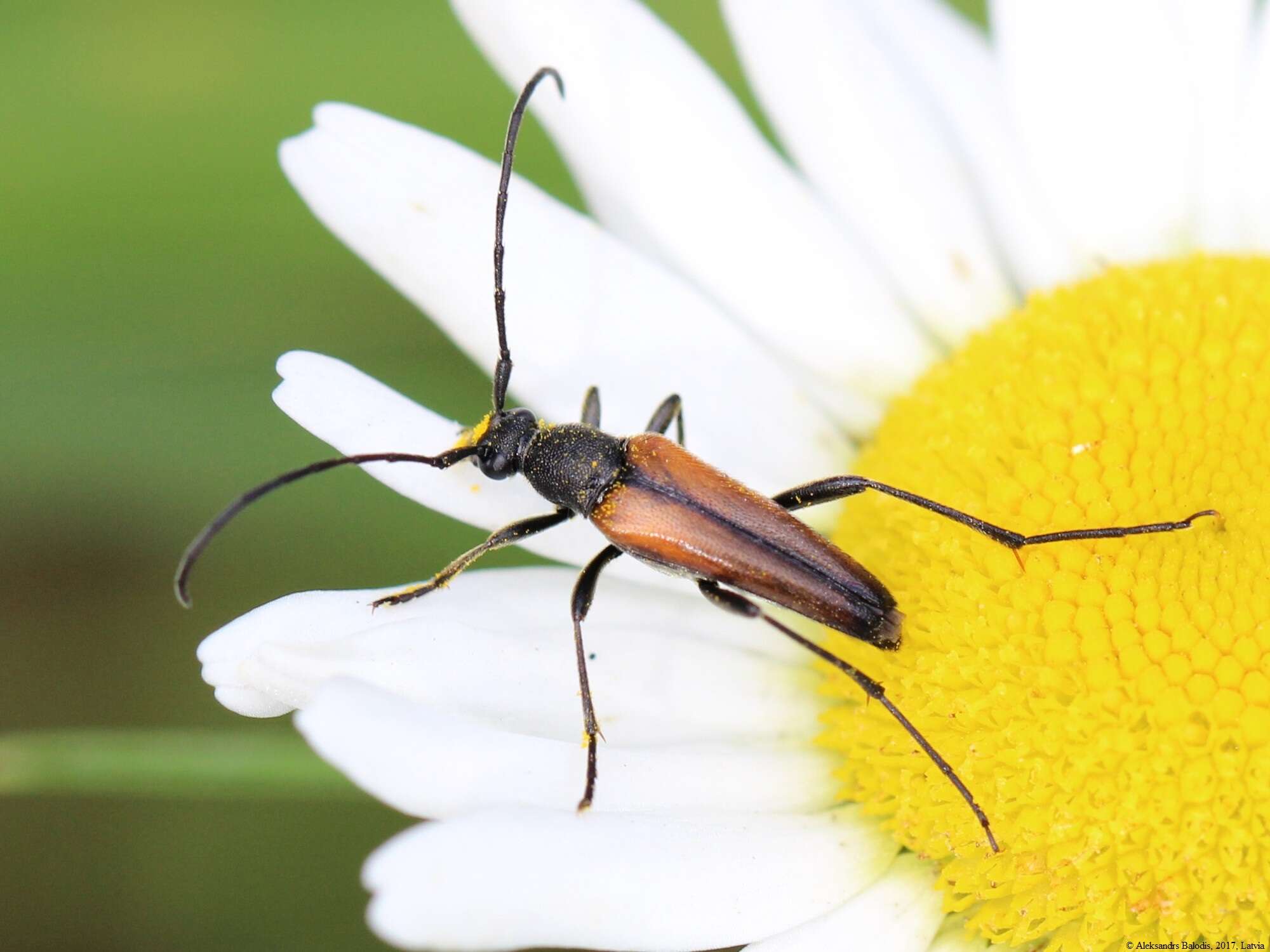 Image of Black-striped Longhorn Beetle