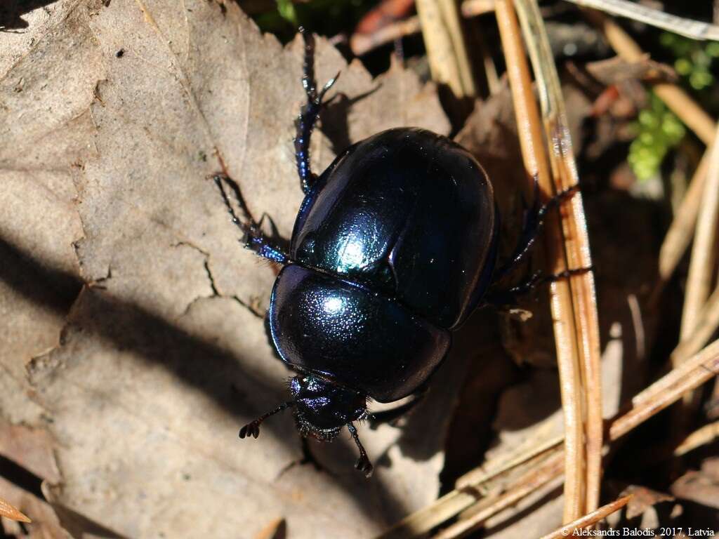 Слика од Geotrupes vernalis