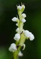 Image of Surrounded column orchid