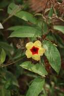 Image of Mandevilla hirsuta (Richard) Malme