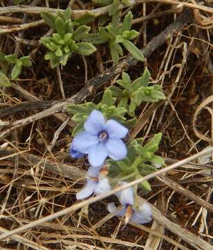 Image of Halgania cyanea Lindley