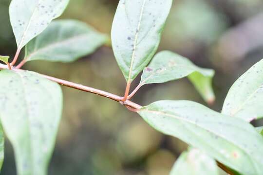 Imagem de Cephalanthus glabratus (Spreng.) K. Schum.