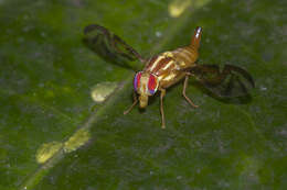 Image of West Indian fruit-fly