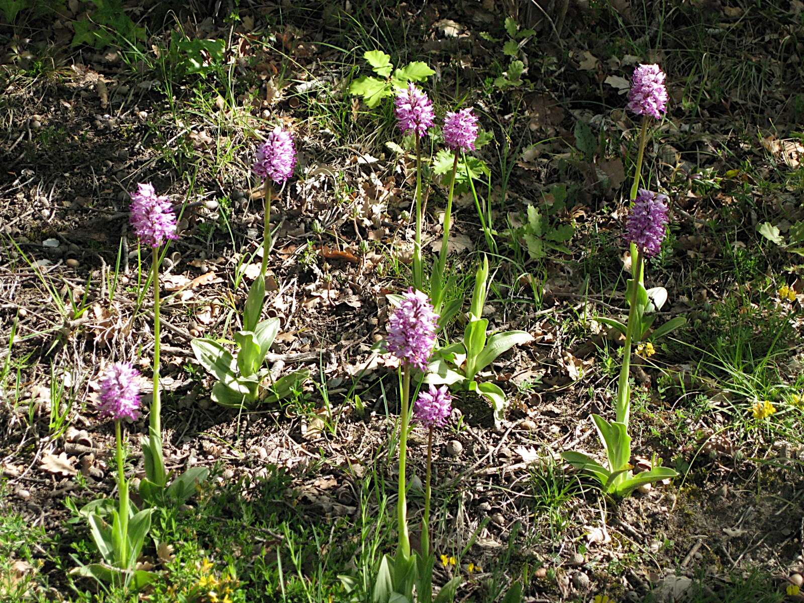 Image of Military orchid